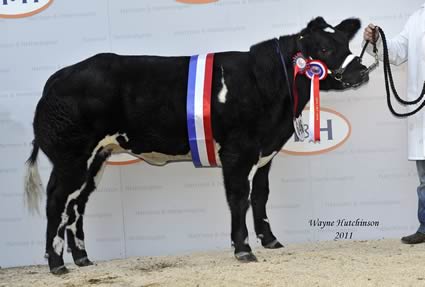 Champion at the British Blue Calf show - Cromwell Gia