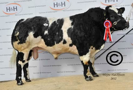 Tamhorn Goliath - Supreme Champion - 8200gns