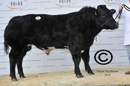 Luke Royal Gladiator - 8000gns