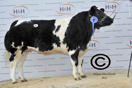 Solway View Foxy Lady - 5000gns