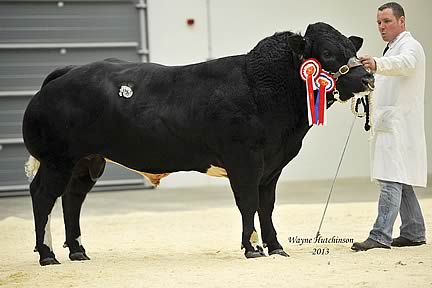 Andys Grenade - 6500gns - Junior Champion