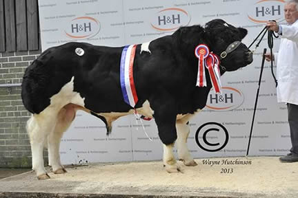 Franks Hugger Mugger - Overall Champion - 9000gns