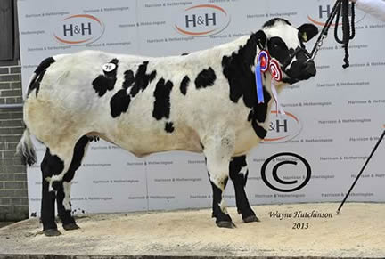 Female Champion - Lukeroyal Giggle - 2600gns