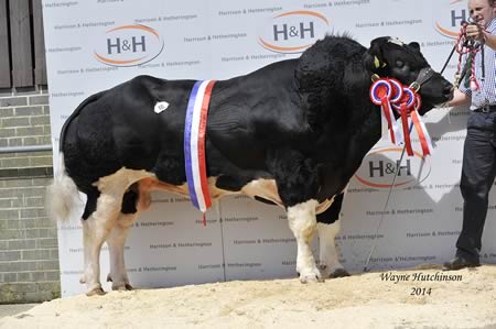 Tweeddale Hamish - Overall Champion - 12,000gns
