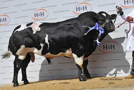 Netherwood Hercules - 9500gns