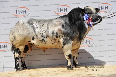 Tweeddale Hi Tech - Res Intermediate Champion - 9500gns