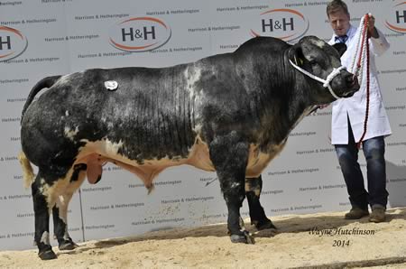 Droit Hector - 13,000gns