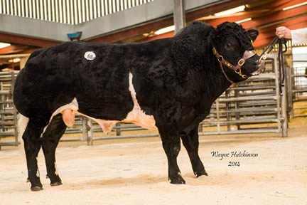 Ryden Invincible - 4000gns