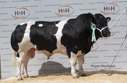 Homilton Iceman - 10,000gns.