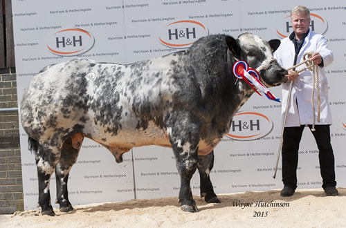 Little Derry Icon - Overall Champion - 9500gns. 