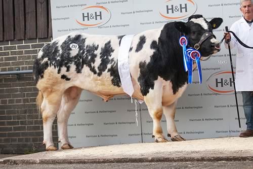 Whitestone Jackpot - Reserve Champion Male