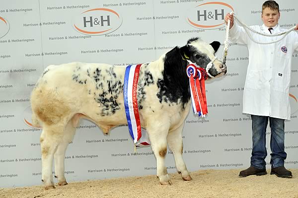 Male & Overall Champion - Croftends Kit ET from JE Bellas & Son