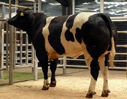 First prize heifer and overall champion