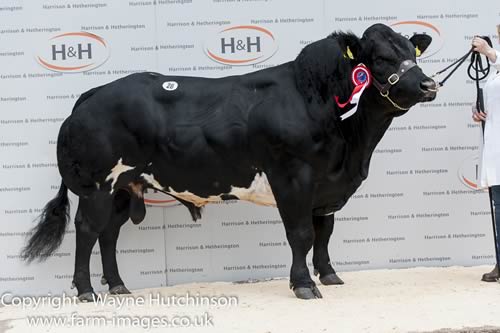 Stonebyres Jake - 8000gns