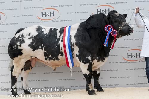 Rhymil Jagerbomb - Overall Champion - 12,000gns