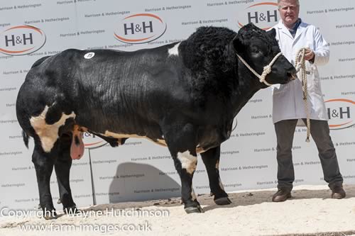 Almeley Jasper - 8500gns