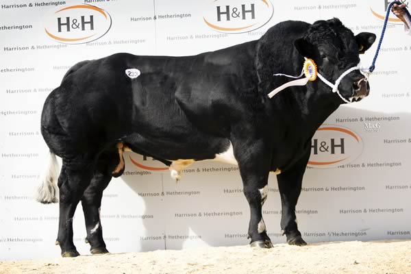 Homilton Jupiter – Top price at 10,000gns