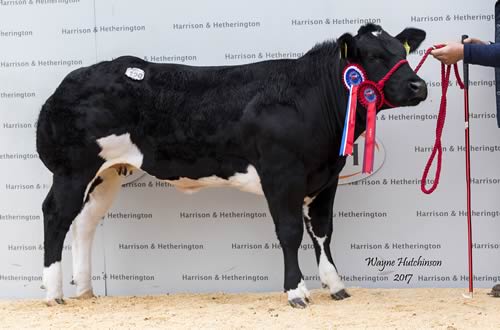 Tipladys Lottie - 4,500gns