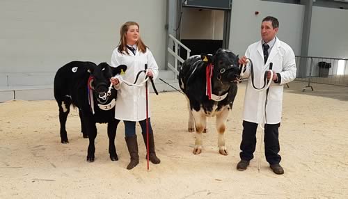 Abington Liquorice Reserve Champion & Abington Lionel Champion