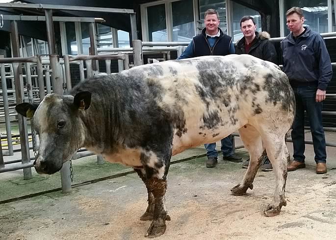 Champion & 1st prize winning heifer shown by JG & M Little, Greenhill, Wigton