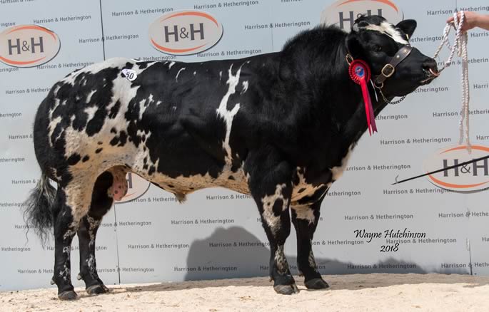 Solway View Levi - 10,000gns