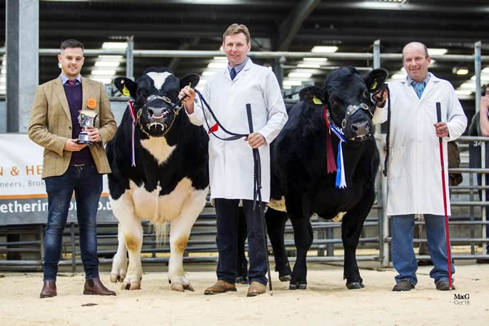 L/R Supreme Champion, Stonebyres Murphy (Boherard Cantona) and Reserve Champion, Tanat Midnight (Tenace De La Praule)