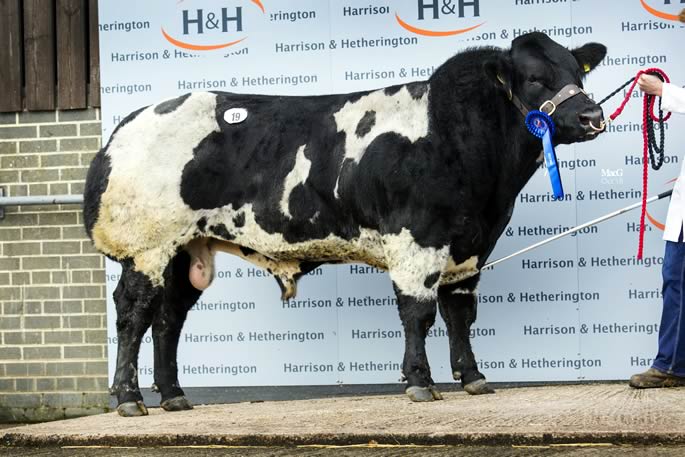 Droit Luke (Dafydd D'OChain) topping the sale at 5,200gns