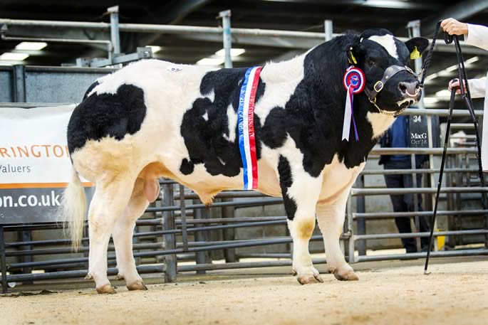 Stonebyres Murphy (Boherard Cantona) sold for 4,000gns