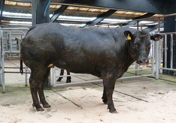 Champion & 1st prize winning heifer shown by JG & M Little, Greenhill, Wigton