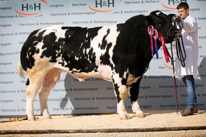 Male & Supreme Champion Maidenlands Million Dollar ET