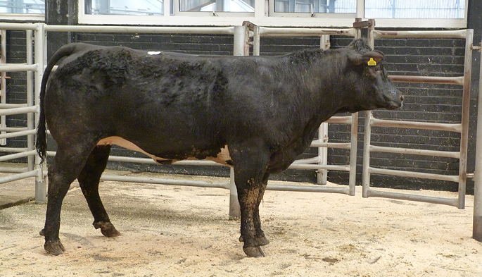 British Blue heifer from Messrs RE Miller