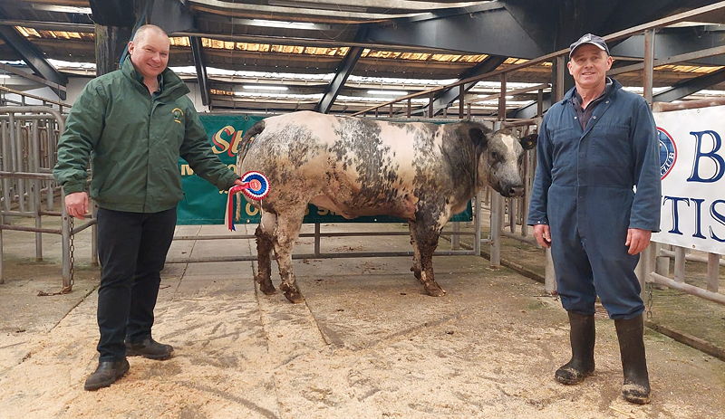 British Blue heifer consigned by Messrs Twentyman