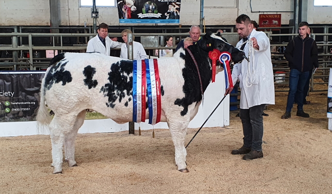 Border British Blue Club Open Calf Show