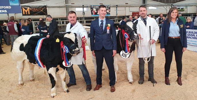 Border British Blue Club Open Calf Show