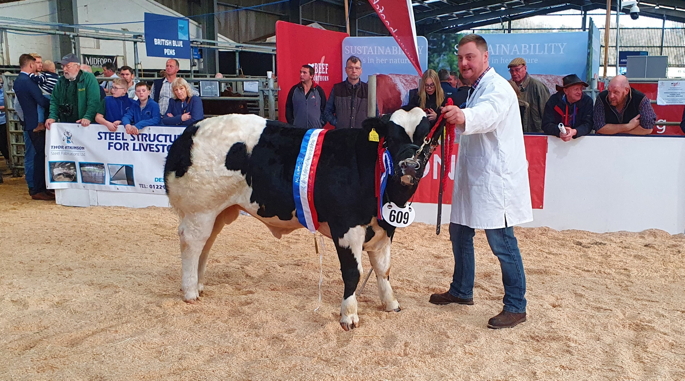 Border British Blue Club Open Calf Show