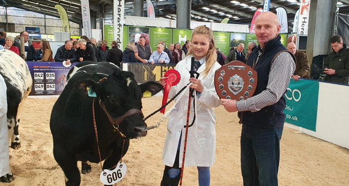 Border British Blue Club Open Calf Show