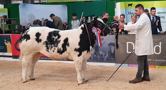 Border British Blue Club Open Calf Show