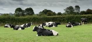 Dairy Cows