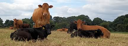 Red cows with calves at foot