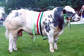 The ‘British Type’ of Belgian Blue Genetics