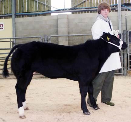 Jack Lund with his grandfather Brian’s young handlers’ first prize-winning British Blue heifer