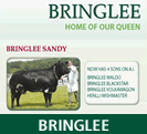 Bringlee