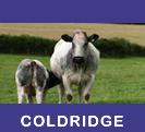 Coldridge