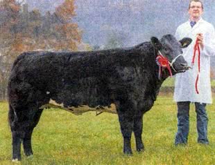 Champion Beef Animal at Bakewell Christmas Primestock Show was a British Blue heifer from Wayne Smith, Leek. 