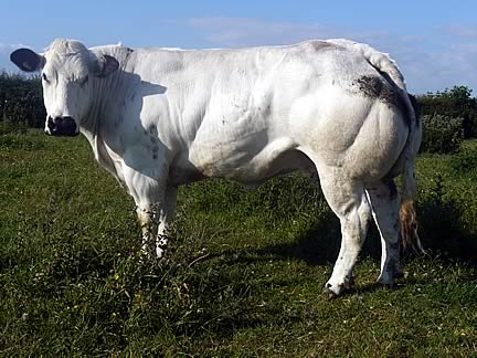 British Blue Cow