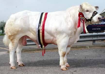 Supreme Champion Clifftown Horatio sold for 3,300gns