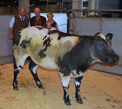Reserve Champion of British Blue Sired Cattle (L-R) Judge John Mellin with Vendors John and Tracey Pickard, Great Harwood