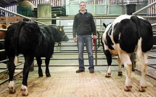 Steven Walker is pictured with the family’s 2015 Skipton suckled calf champion, left, and their first prize 2014-born heifer. Both sold for a joint show-topping £1,400.