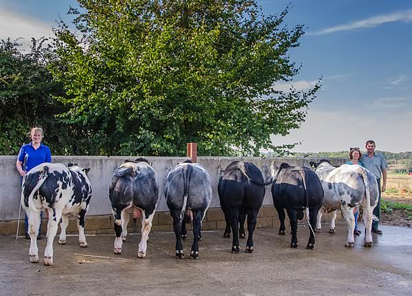 Alice and some of the Kersey bulls with Sarah and Chris