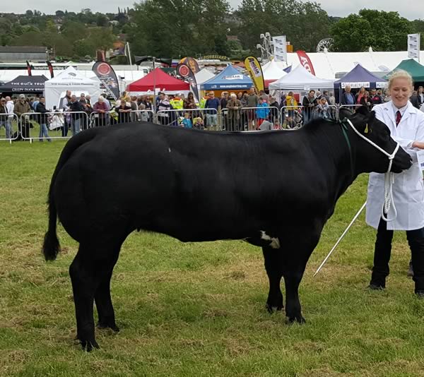 Show heifer Kersey Jet with Alice Partridge